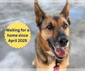 Maya - Female German Shepherd Dog-Unknown Mix Dog for Adoption - Photo #2