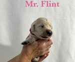 Puppy Flint English Cream Golden Retriever