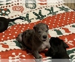 Small Photo #55 Great Dane Puppy For Sale in MARICOPA, AZ, USA