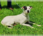 Small #4 Great Dane-Pointer Mix
