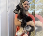 Small Photo #21 Siberian Husky Puppy For Sale in KANSAS CITY, MO, USA