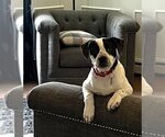 Small Photo #3 Boxer-Unknown Mix Puppy For Sale in Wakefield, RI, USA