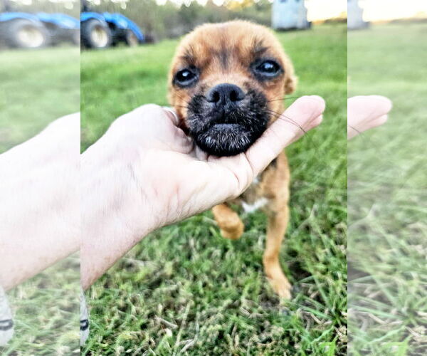 Medium Photo #2 Chussel Puppy For Sale in Wakefield, RI, USA