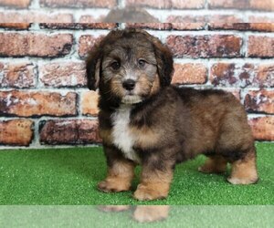 Schnoodle (Standard) Puppy for sale in BEL AIR, MD, USA