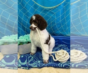 Poodle (Standard) Puppy for sale in MOCKSVILLE, NC, USA