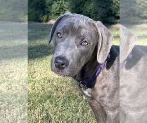Great Dane-Unknown Mix Dogs for adoption in Ball Ground, GA, USA