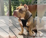 Small #9 American Staffordshire Terrier-Bulldog Mix