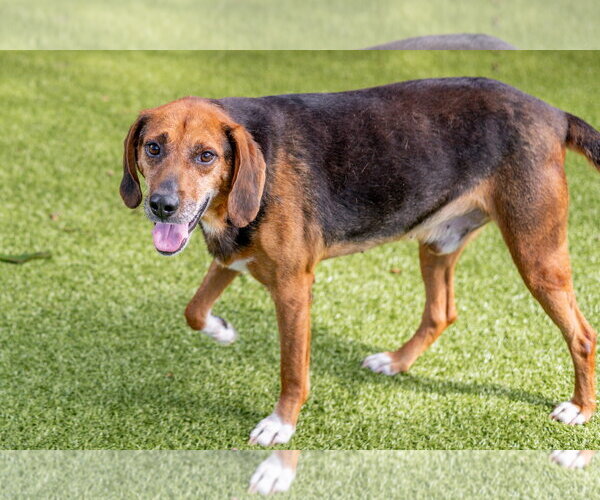 Medium Photo #5 Mutt Puppy For Sale in Hilton Head, SC, USA