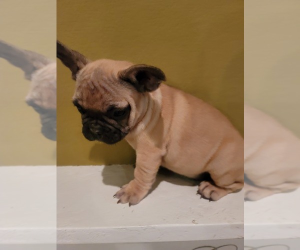 Medium Photo #3 French Bulldog Puppy For Sale in FRESNO, CA, USA