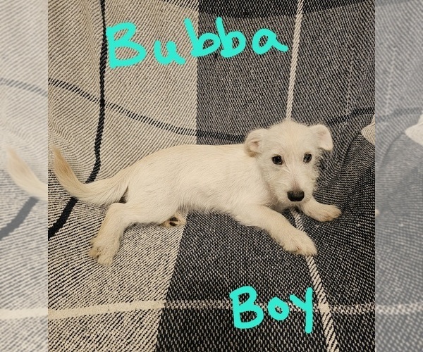 Medium Photo #3 Chizer Puppy For Sale in MONTEZUMA, GA, USA