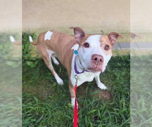 Mutt Dogs for adoption in Waterford, VA, USA