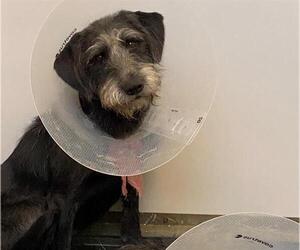 Irish Terrier-Unknown Mix Dogs for adoption in Fayetteville, NC, USA