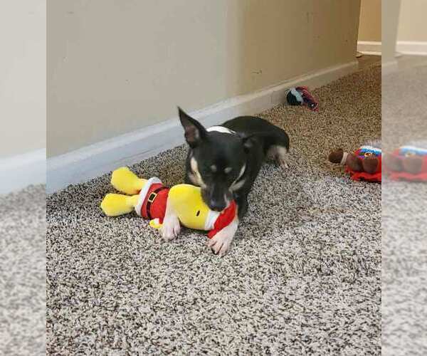 Medium Photo #8 Jack-Rat Terrier Puppy For Sale in Kennesaw, GA, USA