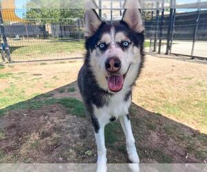 Siberian Husky Dogs for adoption in Orange, CA, USA