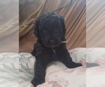 Small Photo #2 Goldendoodle (Miniature) Puppy For Sale in CASTLE ROCK, CO, USA