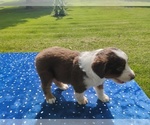Small #3 Miniature American Shepherd