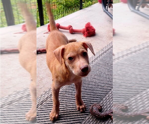 Medium Photo #8 Mutt Puppy For Sale in Lakewood, CO, USA