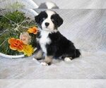 Puppy 3 Cavalier King Charles Spaniel-Miniature Australian Shepherd Mix