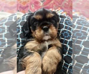 Cavalier King Charles Spaniel Puppy for sale in HENDERSONVILLE, TN, USA