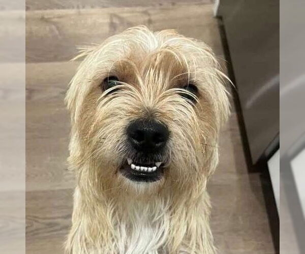 Medium Photo #3 Mutt Puppy For Sale in Valrico, FL, USA