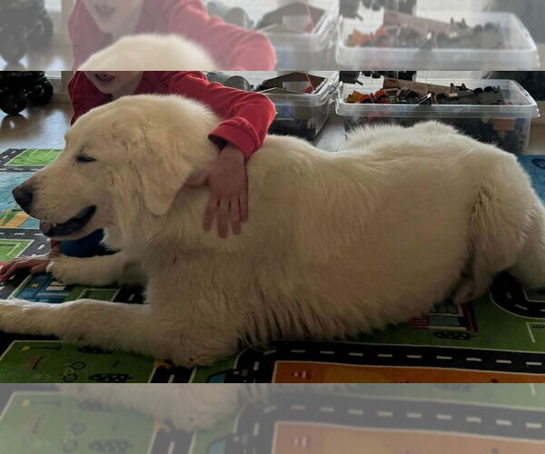 Medium Photo #2 Great Pyrenees Puppy For Sale in Hamilton, MT, USA