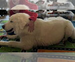 Small #1 Great Pyrenees