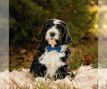 Small Photo #4 Bernedoodle Puppy For Sale in BATTLE GROUND, WA, USA