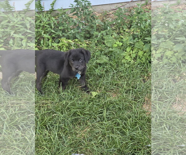 Medium Photo #1 Mutt Puppy For Sale in Plainfield, IL, USA