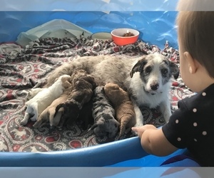 Mother of the F2 Aussiedoodle puppies born on 06/06/2022