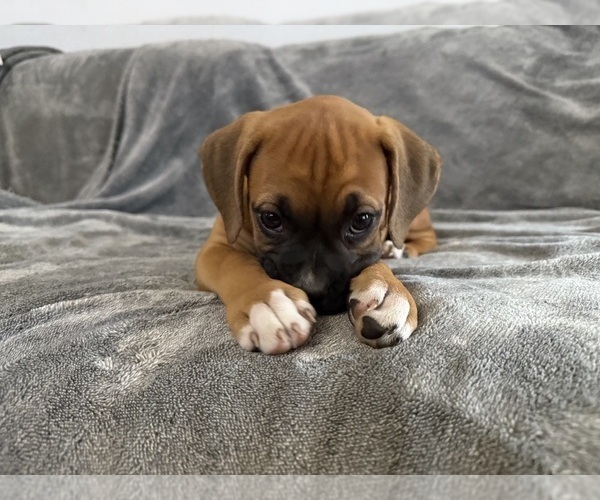Medium Photo #25 Boxer Puppy For Sale in WEST COLUMBIA, SC, USA