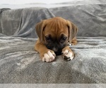 Puppy Pink Boxer