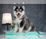 Small #1 Pomsky