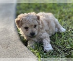 Small Photo #4 Bichpoo Puppy For Sale in MELROSE, FL, USA