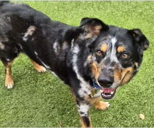 Border Collie-Unknown Mix Dogs for adoption in Derwood, MD, USA