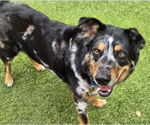 Small Border Collie Mix