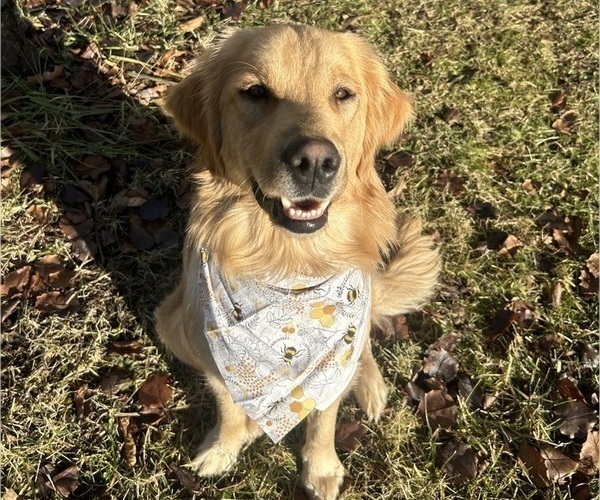 Medium Photo #1 Golden Retriever Puppy For Sale in SEYMOUR, IN, USA