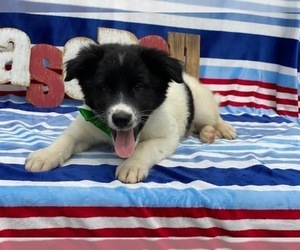 Mutt Puppy for sale in LANCASTER, PA, USA