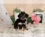 Puppy 12 Poodle (Toy)-Yorkshire Terrier Mix