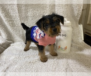 Yorkshire Terrier Puppy for sale in MARION, IN, USA