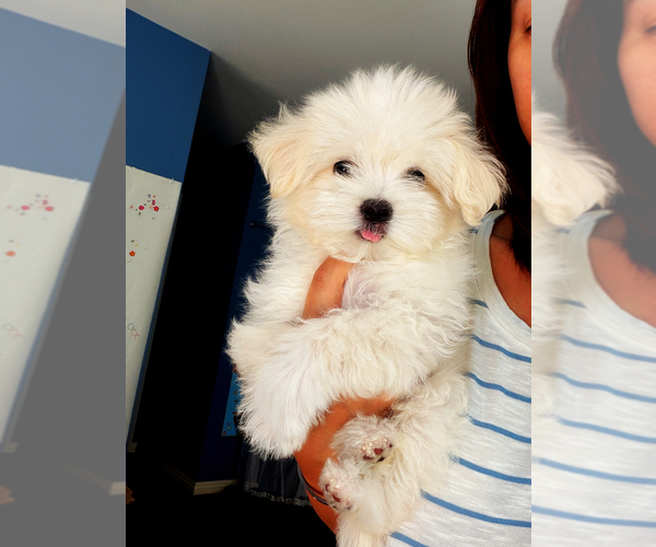 Medium Photo #1 Maltipoo (Toy) Puppy For Sale in ARCADIA, CA, USA