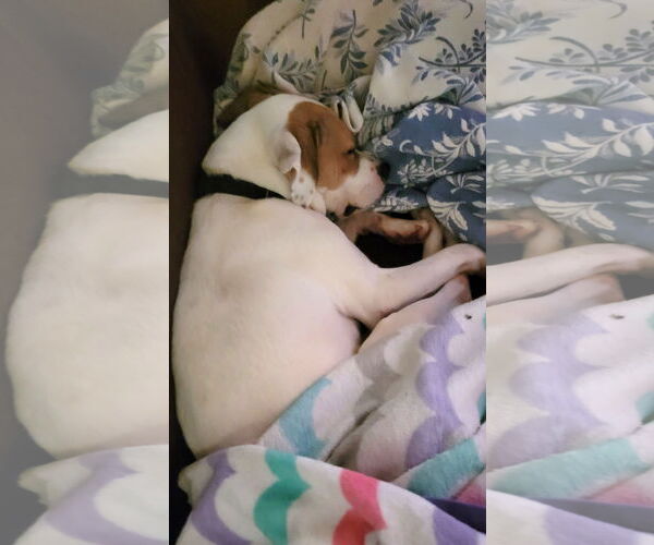 Medium Photo #4 American Staffordshire Terrier-Unknown Mix Puppy For Sale in Arlington, VA, USA