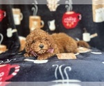 Small #7 Cavapoo