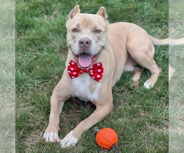 Medium Photo #1 American Staffordshire Terrier Puppy For Sale in Spring Lake, NJ, USA