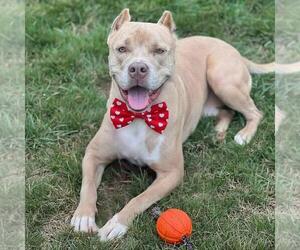American Staffordshire Terrier Dogs for adoption in Spring Lake, NJ, USA