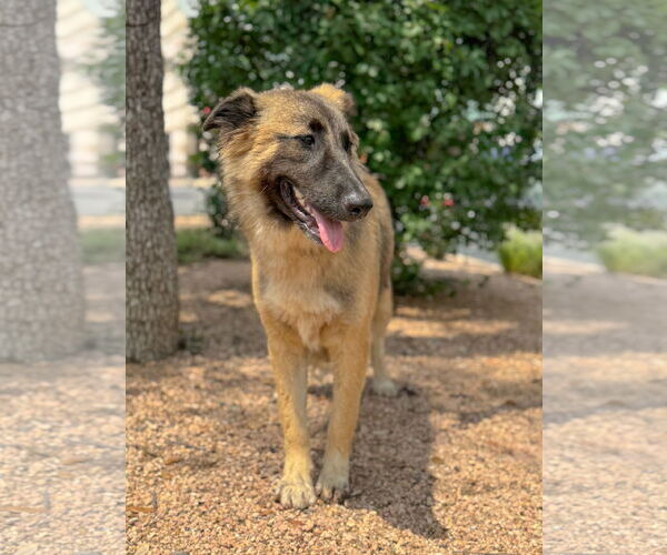 Medium Photo #7 German Shepherd Dog-Unknown Mix Puppy For Sale in PIPE CREEK, TX, USA