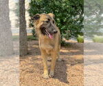Small #6 German Shepherd Dog Mix