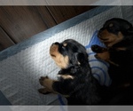 Small Photo #7 Rottweiler Puppy For Sale in PORTLAND, OR, USA