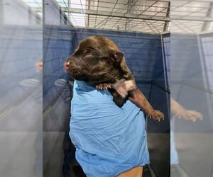 Chihuahua Dogs for adoption in San Bernardino, CA, USA