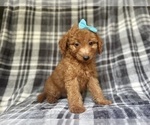 Small #1 Goldendoodle (Miniature)