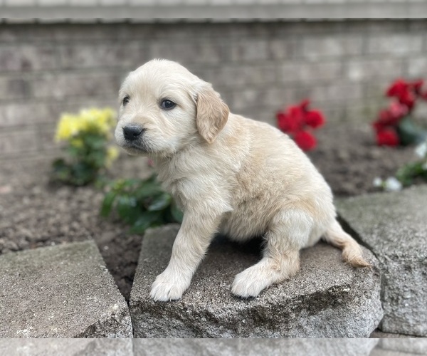Medium Photo #9 Golden Retriever Puppy For Sale in FORDLAND, MO, USA